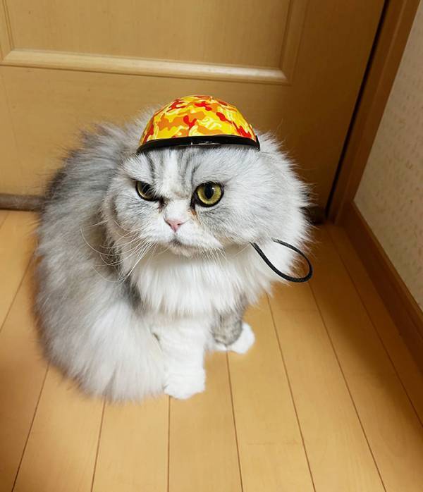 スリコで買った『小さいヘルメット』　猫に被せると？「その発想はなかった」「似合いすぎ」