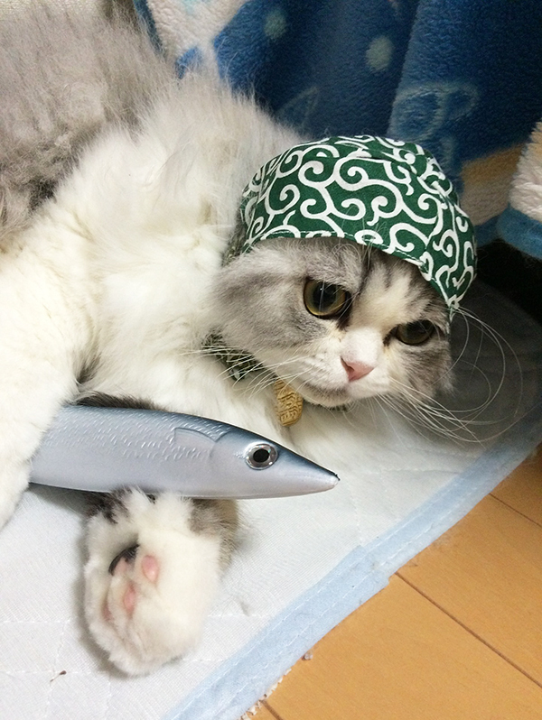 スリコで買った『小さいヘルメット』　猫に被せると？「その発想はなかった」「似合いすぎ」