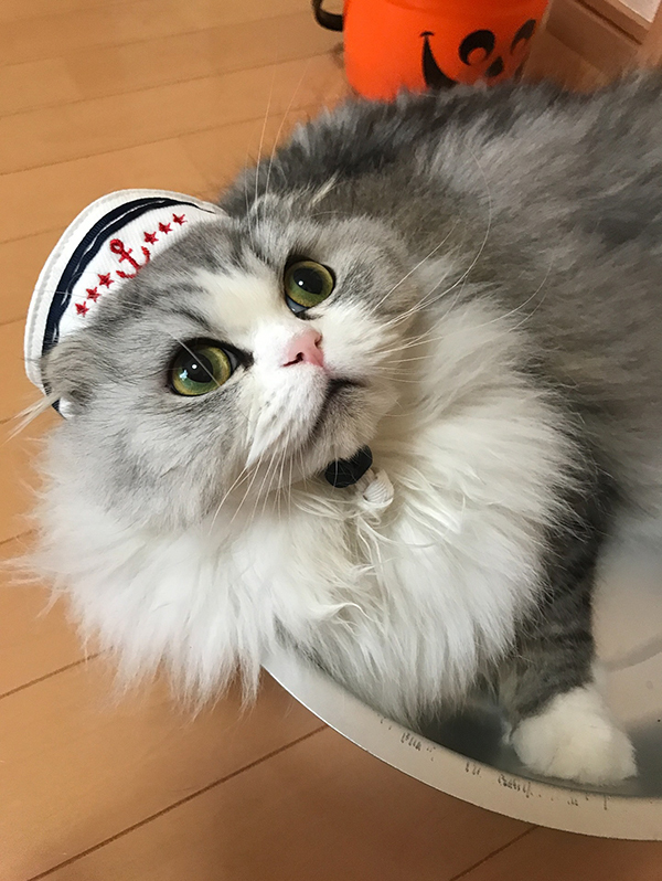 スリコで買った『小さいヘルメット』　猫に被せると？「その発想はなかった」「似合いすぎ」