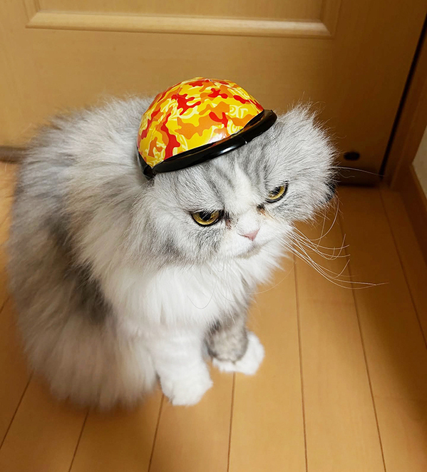 スリコで買った『小さいヘルメット』　猫に被せると？「その発想はなかった」「似合いすぎ」