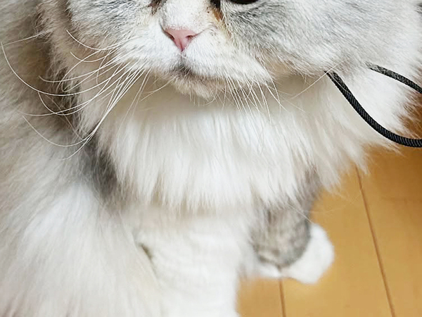 スリコで買った『小さいヘルメット』　猫に被せると？「その発想はなかった」「似合いすぎ」