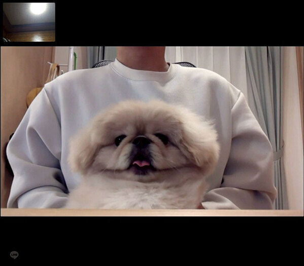 リモート会議中に愛犬が…　カメラに映った光景に「声出して笑った」「絶妙にマッチしてる」