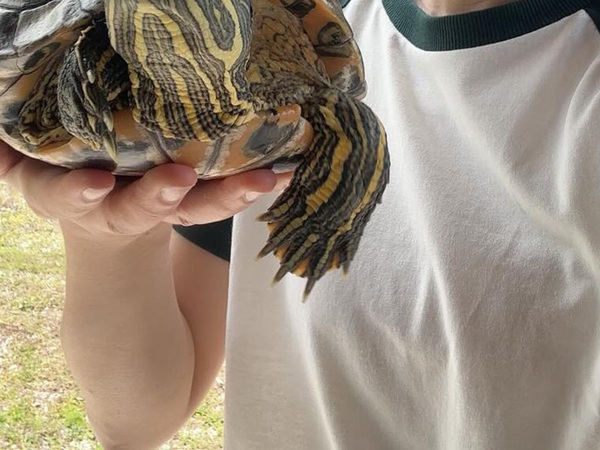 『９年前』と『今』のカメの姿が…　２枚の写真に「驚いた」「誇らしげな表情！」