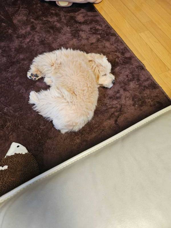 「こ、怖い」「簡単に取れそう」　『ある場所』がおかしい犬がこちら