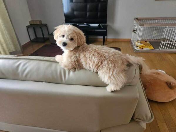 「こ、怖い」「簡単に取れそう」　『ある場所』がおかしい犬がこちら