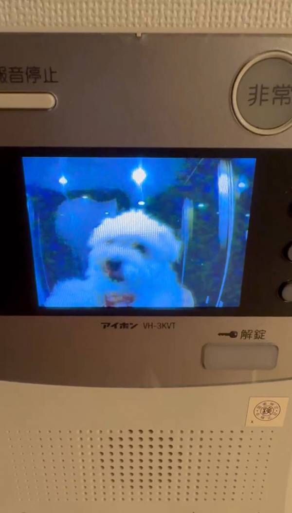 インターホンが鳴ったので…　カメラに映っていた『訪問者』に「かわいい」「うちでもやってほしい」