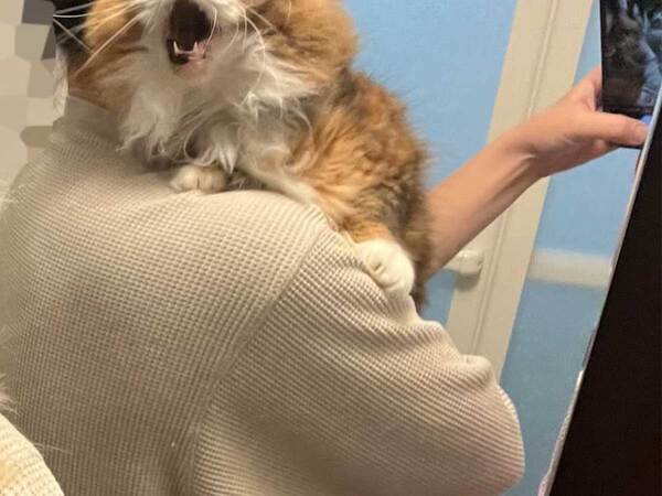 飼い主「この表情」　愛猫を風呂場に連れて行くと…「爆笑」「頑張れ！」