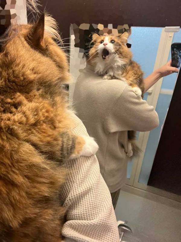 飼い主「この表情」　愛猫を風呂場に連れて行くと…「爆笑」「頑張れ！」