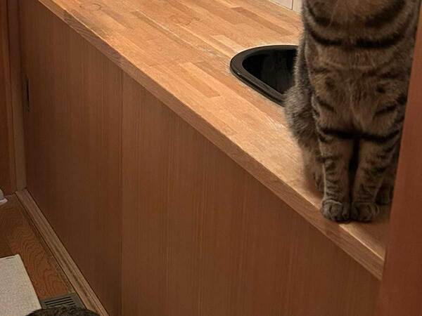 トイレの扉を開けたら…「え！？」　目にした光景に「爆笑」「最高の空間」