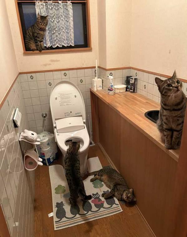 トイレの扉を開けたら…「え！？」　目にした光景に「爆笑」「最高の空間」