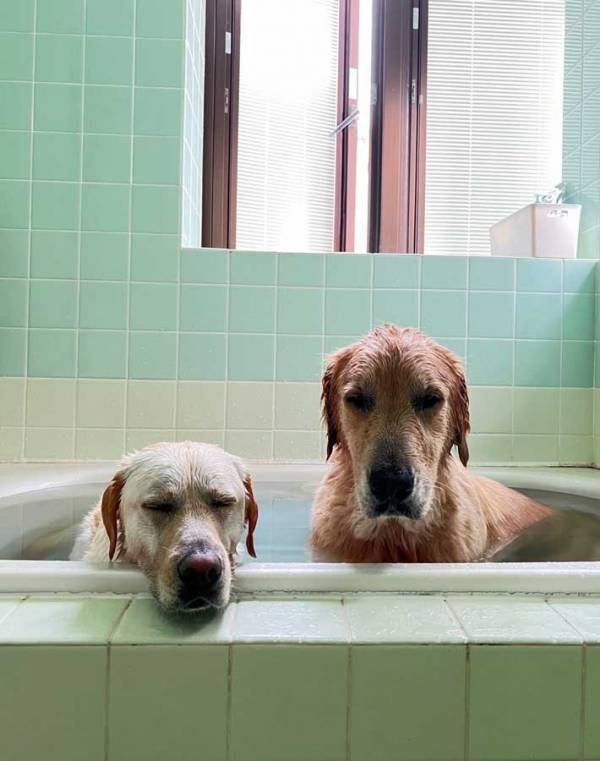 風呂に入れられて『絶望中』の犬　写真に「笑った」「かわいすぎる」