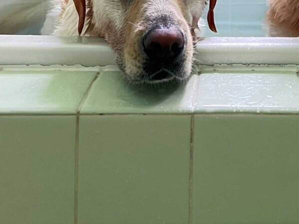 風呂に入れられて『絶望中』の犬　写真に「笑った」「かわいすぎる」