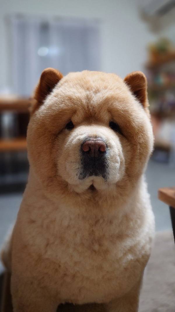 「小熊かと思った」「履歴書の写真かな」　おやつが欲しくて、無言のアピールをする犬がこちら