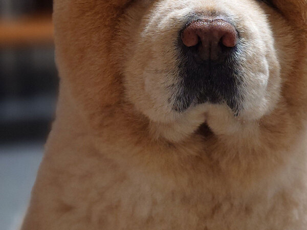 「小熊かと思った」「履歴書の写真かな」　おやつが欲しくて、無言のアピールをする犬がこちら