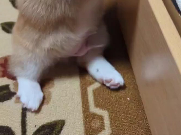 転んだコーギーの子犬　振り向いた姿が…「たまらん」「コッペパンみたい」