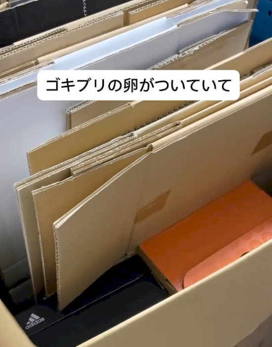 「これもダメなの？」　ゴキブリを呼ぶ意外な習慣に「やってた…」「反省しかない」