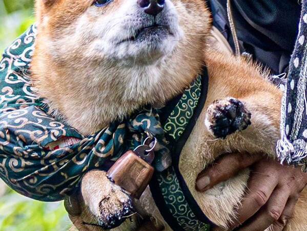 泥で遊びたい犬vs阻止したい飼い主　写真に「爆笑」「１００点満点！」