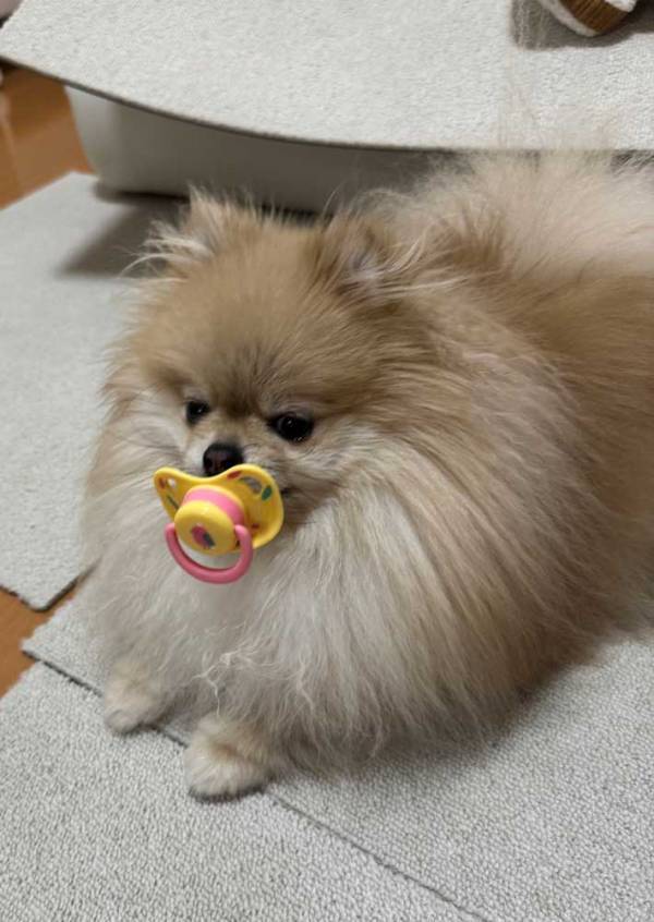 夫の帰りが遅くいじける犬　くわえていたものが？「かわいすぎて危険」「すべてが愛らしい」