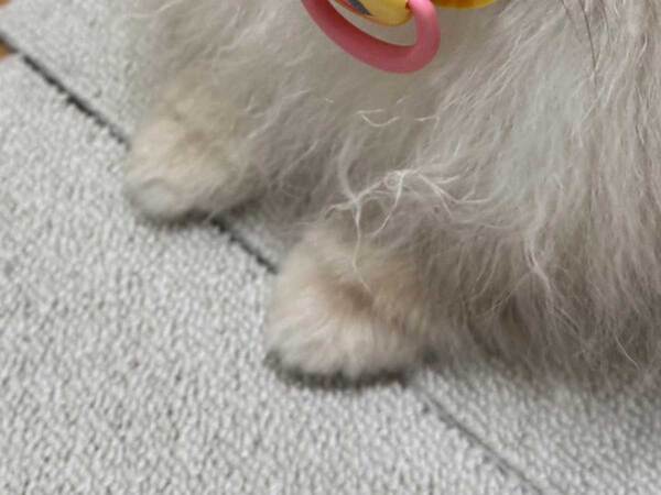 夫の帰りが遅くいじける犬　くわえていたものが？「かわいすぎて危険」「すべてが愛らしい」