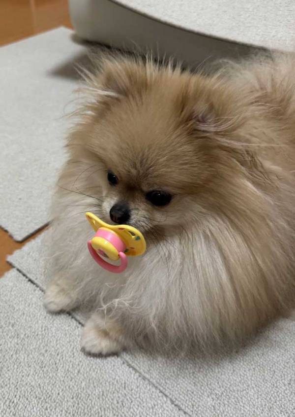 夫の帰りが遅くいじける犬　くわえていたものが？「かわいすぎて危険」「すべてが愛らしい」