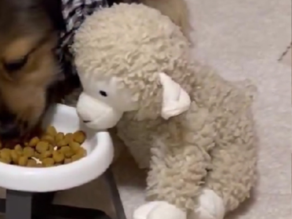 飼い主「心が疲れた日に見て」　食事の際の『いつもの行動』に１３万いいね