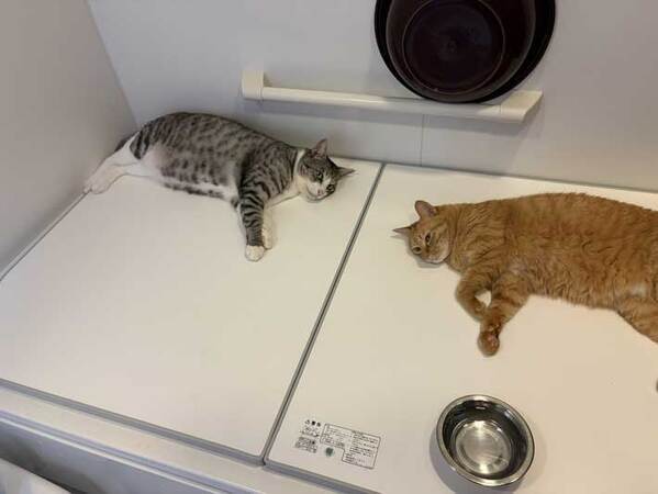 風呂に入ろうとしたら…　先客に「鉄壁ですね」「諦めるしかない」