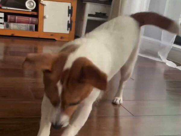 床がきれいな理由とは？　予想外の掃除風景にネット釘付け