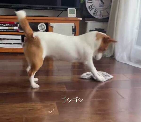 床がきれいな理由とは？　予想外の掃除風景にネット釘付け