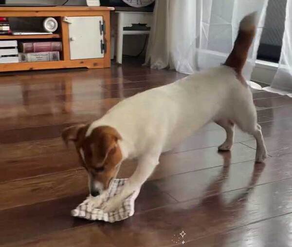 床がきれいな理由とは？　予想外の掃除風景にネット釘付け