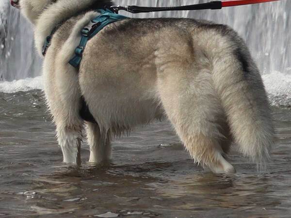 飼い主が撮った奇跡の１枚　ハスキーの鼻から…「お茶吹いた」「想像の１０万倍」