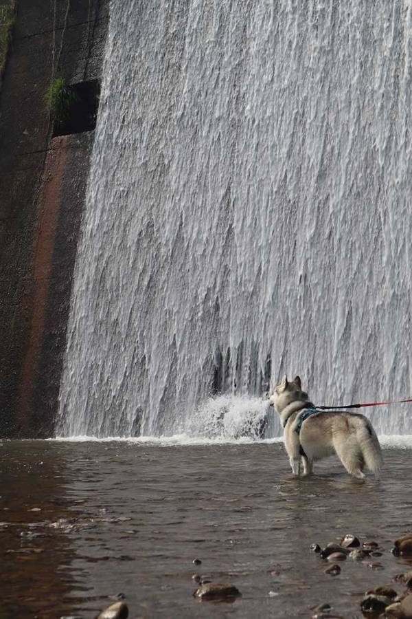 飼い主が撮った奇跡の１枚　ハスキーの鼻から…「お茶吹いた」「想像の１０万倍」