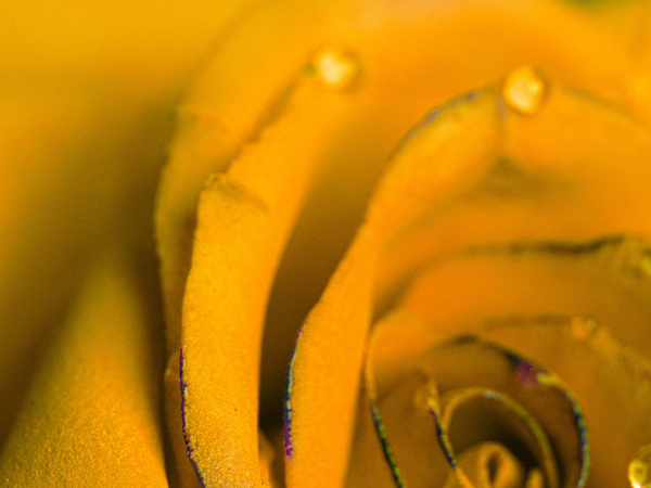 珍しい『藤黄色』のバラ　よく見ると…？「本物よりも本物」「幻想的で、きれい…」