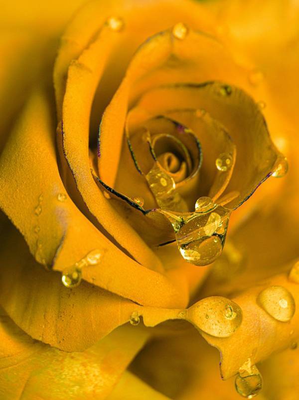 珍しい『藤黄色』のバラ　よく見ると…？「本物よりも本物」「幻想的で、きれい…」