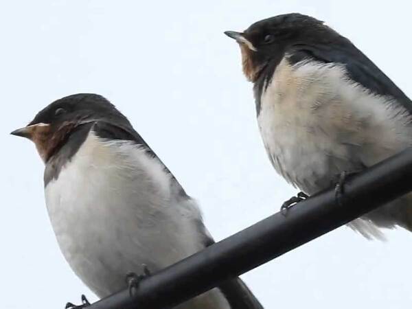 電線に並ぶヒナ　行動に「笑った」「ずっと見ていられる」