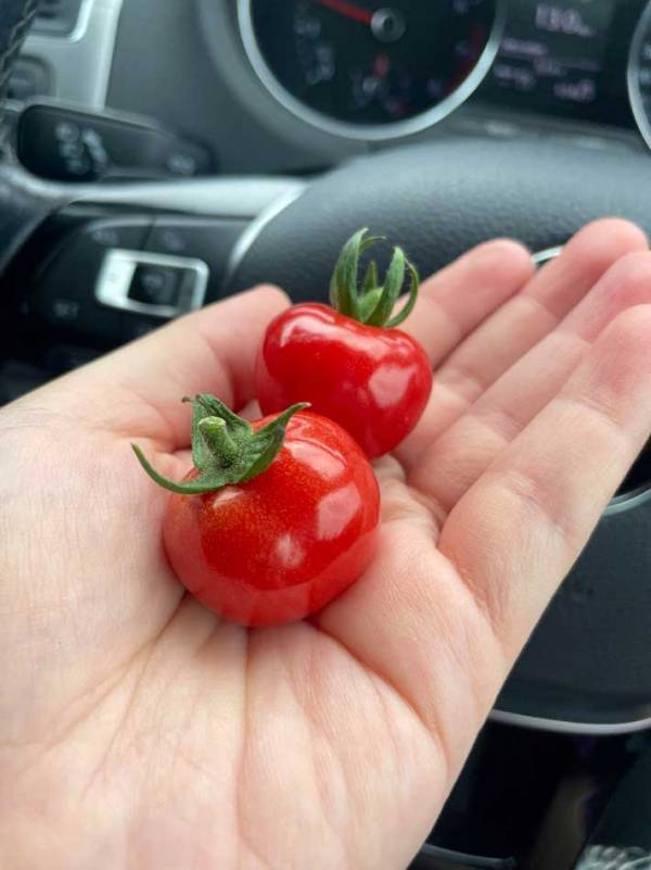 直売所でもらったトマト　食べてみると…「知る人ぞ知る品種」「気になる」