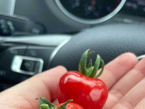 直売所でもらったトマト　食べてみると…「知る人ぞ知る品種」「気になる」