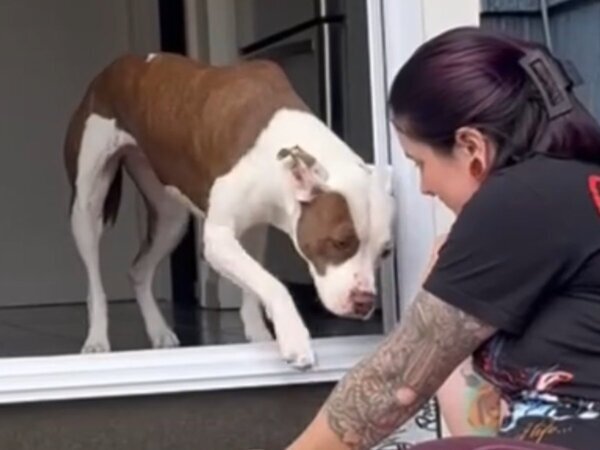 階段を降りられない犬　動画の結末に「涙があふれた」「映画化して」