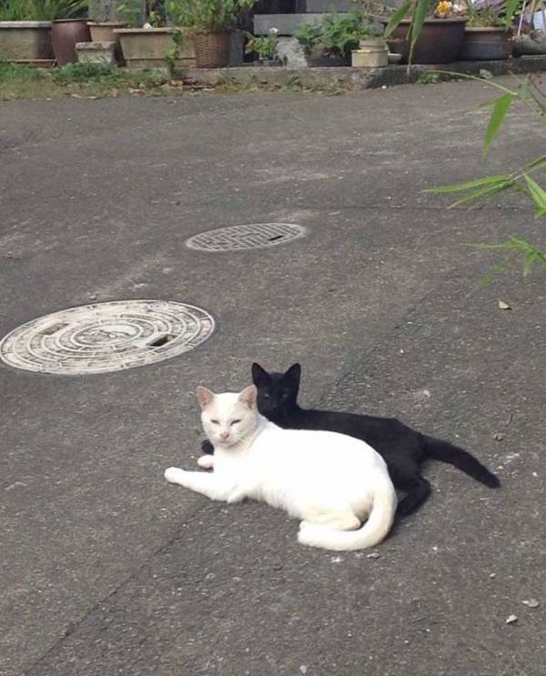 「一瞬、本当かと…」「びっくりしたわ」　猫の影、よく見ると…？