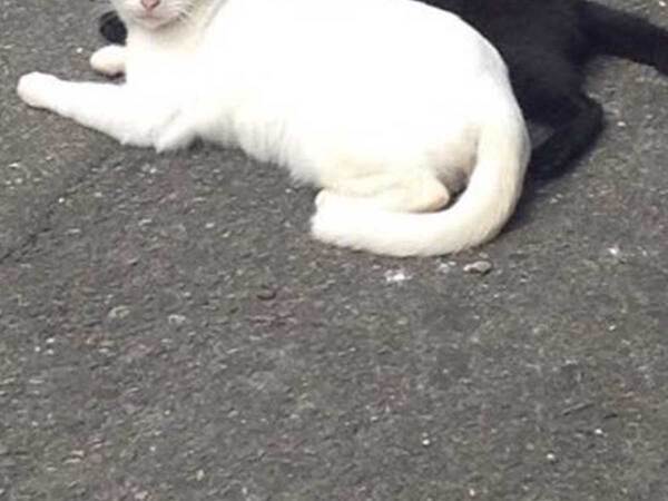 「一瞬、本当かと…」「びっくりしたわ」　猫の影、よく見ると…？