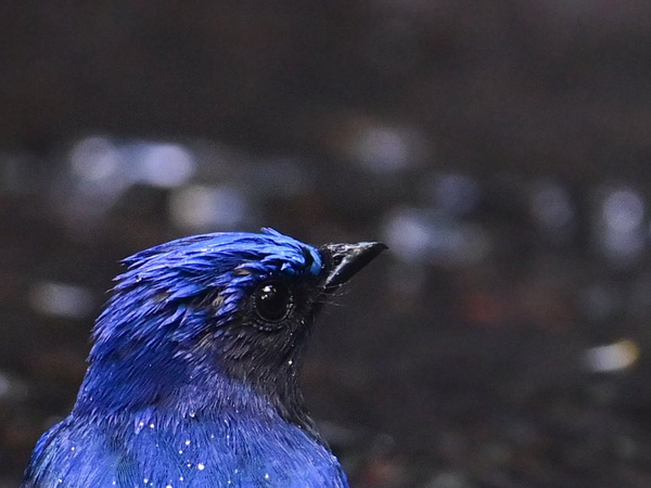 「３分間ずっと見続けてた…」　水辺にいた『青い生き物』、後ろ姿が？