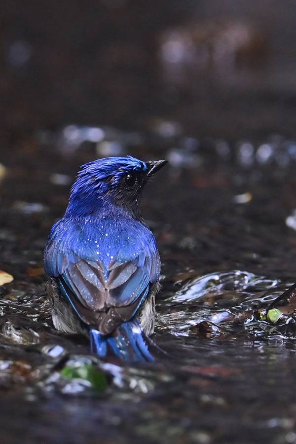 「３分間ずっと見続けてた…」　水辺にいた『青い生き物』、後ろ姿が？