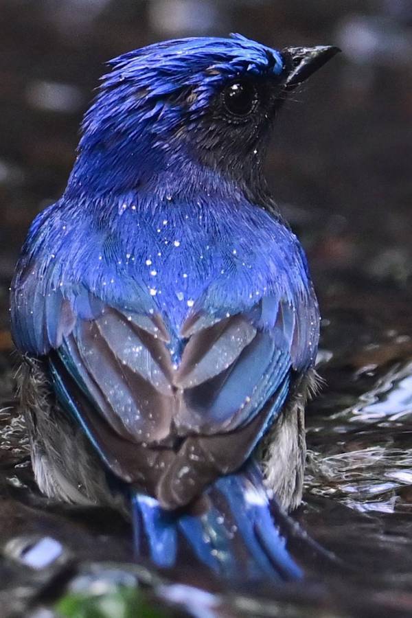 「３分間ずっと見続けてた…」　水辺にいた『青い生き物』、後ろ姿が？