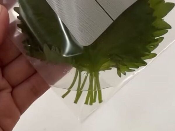 冷蔵庫に入れてもすぐダメに…　大葉がしなびにくくなる保存法に「コレ便利」「真似する」