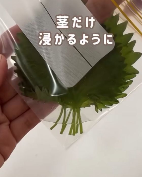 冷蔵庫に入れてもすぐダメに…　大葉がしなびにくくなる保存法に「コレ便利」「真似する」