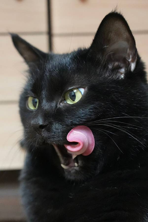 キリッとした表情の黒猫　口元をよく見ると…「惚れそう」「どうなってるの？」