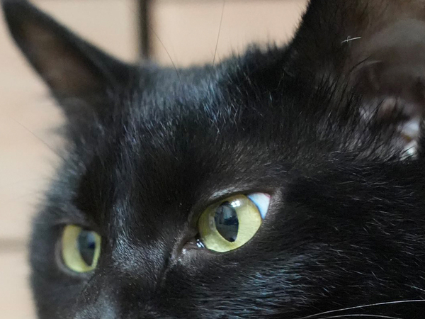 キリッとした表情の黒猫　口元をよく見ると…「惚れそう」「どうなってるの？」