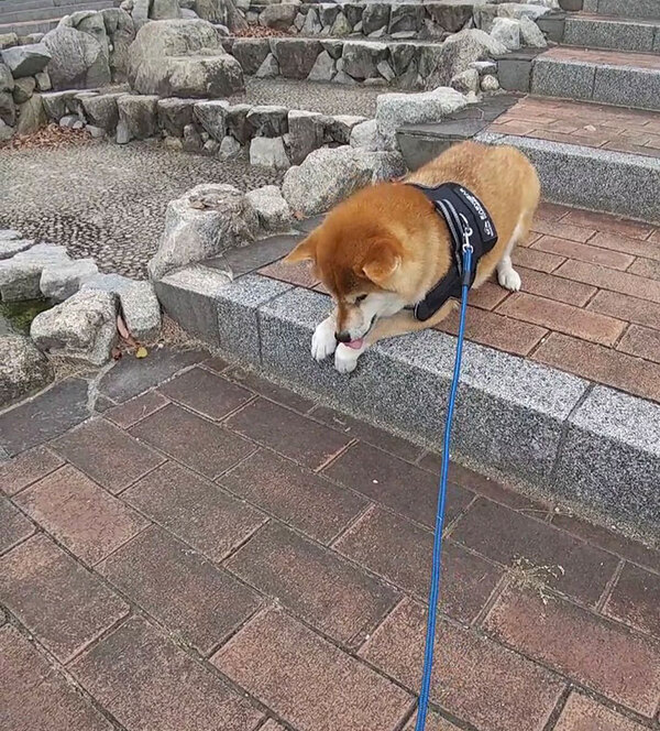 階段で止まった柴犬　高くて怖がっているのかと思ったら…？「笑った」「これは甘えてるな」