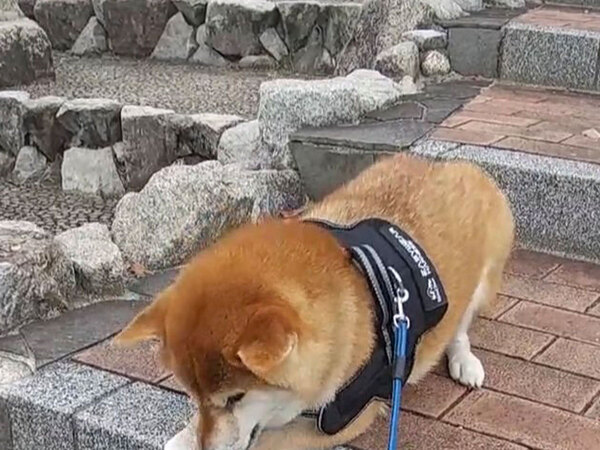 階段で止まった柴犬　高くて怖がっているのかと思ったら…？「笑った」「これは甘えてるな」