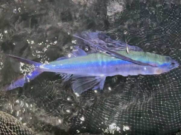 港で網を投げると…　かかっていたのが？「美しすぎる」「知らなかった」