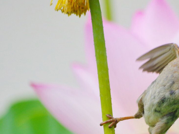 ハス畑でスズメを撮影したら？　まさかの光景に「ヒーロー？」「かっこよすぎる」